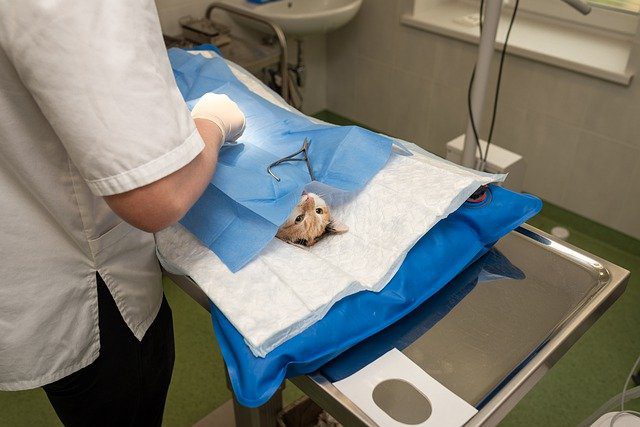 veterinarian working on a cat